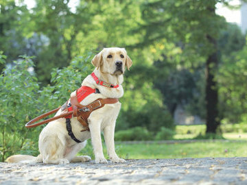Британка поиграла с собакой-поводырем и умерла