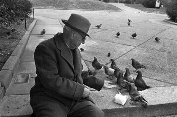 Врач Кондрахин: кормление голубей с рук приводит к орнитозу