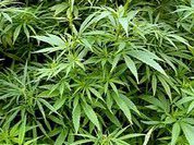 Вырастили коноплю вместо газона