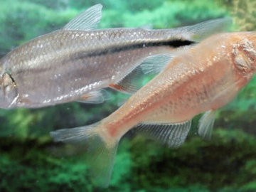 Рыбные гены восстанавливают ткани сердца после инфаркта