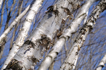 Врач Станкевич: нелеченая аллергия повышает риск астмы