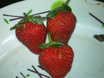 Врач Кашух: клубника грозит отравлением