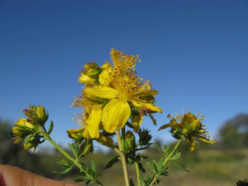 Профессор Буеверов: зверобой снижает эффективность лечения гепатита С