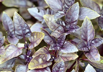 HealthifyMe: семена базилика снижают холестерин