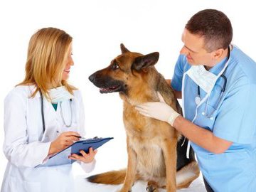 Собаки способны диагностировать рак по запаху