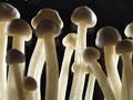 Голландия отказывается от галлюциногенных грибов