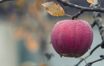 Доктор Залётова рекомендует съедать 1-2 яблока ежедневно