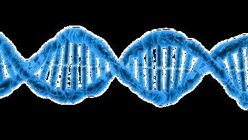 Профессор Гросс: отключение гена MTCH2 помогает похудеть