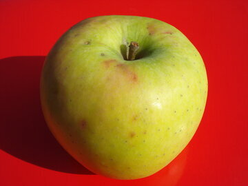 Гастроэнтеролог Вялов: печеные яблоки полезнее свежих