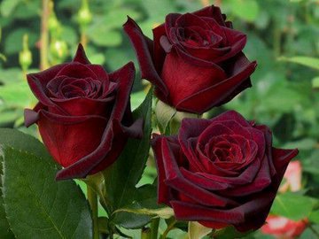 Роза - королева цветов и отличное лекарство