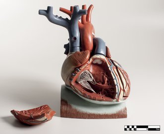 Терапевт Джонс: худшей привычкой для сердца является курение