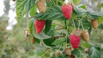 Врач Малышева: малина не поможет при простуде