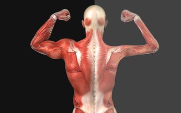 Диетолог Баррелл: при похудении для сохранения мышц нужно есть белок