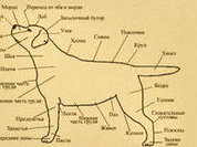 Собачий нюх на внутрибольничные инфекции