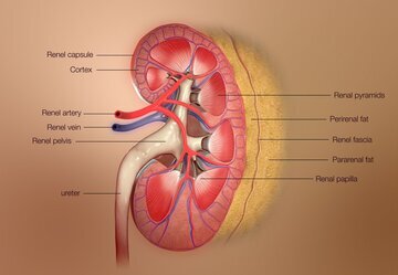 Профессор Котенко: почки страдают от бесконтрольного приема лекарств