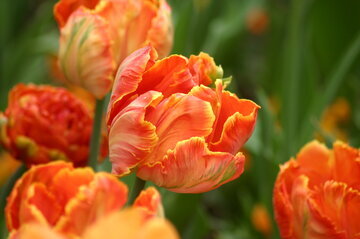 Терапевт Чистик: тюльпаны обостряют аллергию