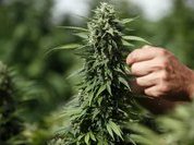 Американцы нашли панацею от Эболы. Это марихуана