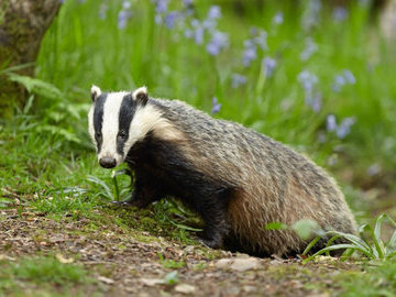 В Уфе бешеный барсук покусал мужчину