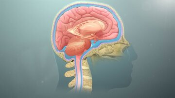 Врач Штань: гормоны в старости ухудшают память женщин быстрее