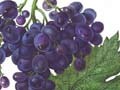 Ученые открыли особое свойство винограда