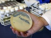 Больничные патогенные бактерии оказались "бессмертными"