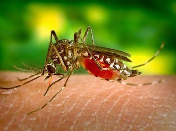 Почему комары не кусают всех подряд, а выбирают