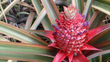 Az-jenata: ананас и киви снимают вздутие живота