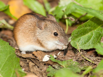 В Саратовской области выявлено 72 случая заболевания мышиной лихорадкой