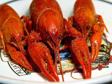 Диетолог Войт: морепродукты, ягоды и полезные масла помогут сдать ЕГЭ