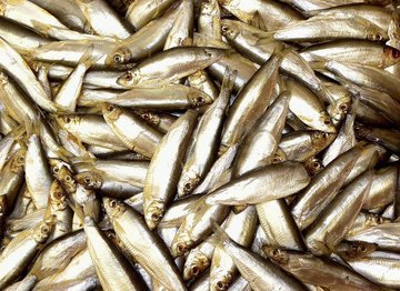 Технолог Гришин: произведенные ближе к местам вывода шпроты – самые полезные