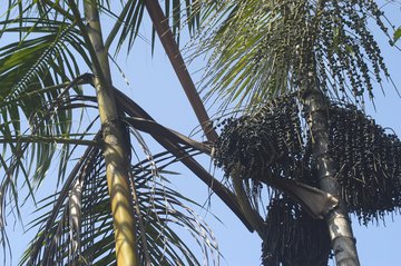 Диетолог Кинтас призвала употреблять ягоды асаи для профилактики диабета