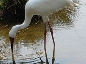 Кого заботит вымирающая фауна?