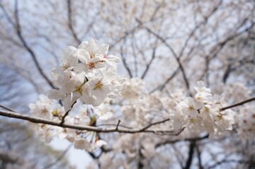 Врач Крашкина: весной скачет настроение