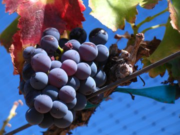 Nutrients: виноград сохранит мышцы в старости