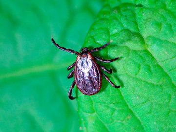 Жителей Костромы заразили инфекциями зараженные клещи