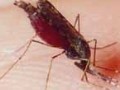 Учёные раскрыли механизм заражения малярией