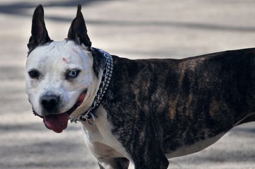 Хирург Гоев рассказал о первой помощи пострадавшему от укуса собаки