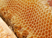 Пчелы – это далеко не только мед