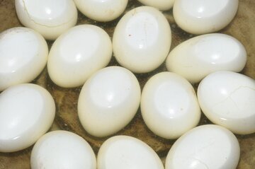 Врач Баранова: яйца и рыба улучшат память школьника