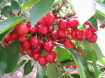 Врач Сууд: коктейль из вишневого сока борется с бессонницей