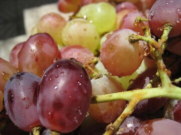 Врач Ковалева: виноград «шайн мускат» запрещен при диабете