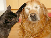 Укусы животных чреваты не только бешенством