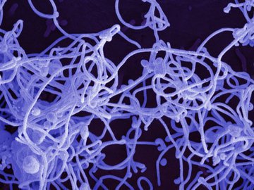 В Санкт-Петербурге ввели масочный режим в медучреждениях из-за гриппа и Covid-19