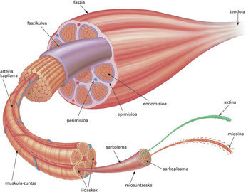 Терапевт Ахуньянова: похудеть сложно из-за отсутствия мышечной массы