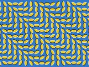 Оптические иллюзии расскажут о мозге