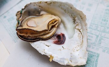 Терапевт Тен: устрицы богаты цинком