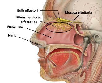 Врач Таратухин: потеря обоняния может указывать на болезнь Паркинсона