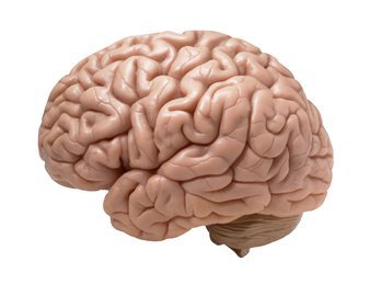 NeuroAg: избыток железа в мозге ухудшает память в старости