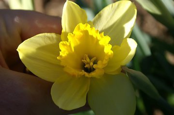 Врач Степенский рассказал об опасности ландышей для здоровья человека