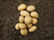 Картофель и рыба могут вредить здоровью людей